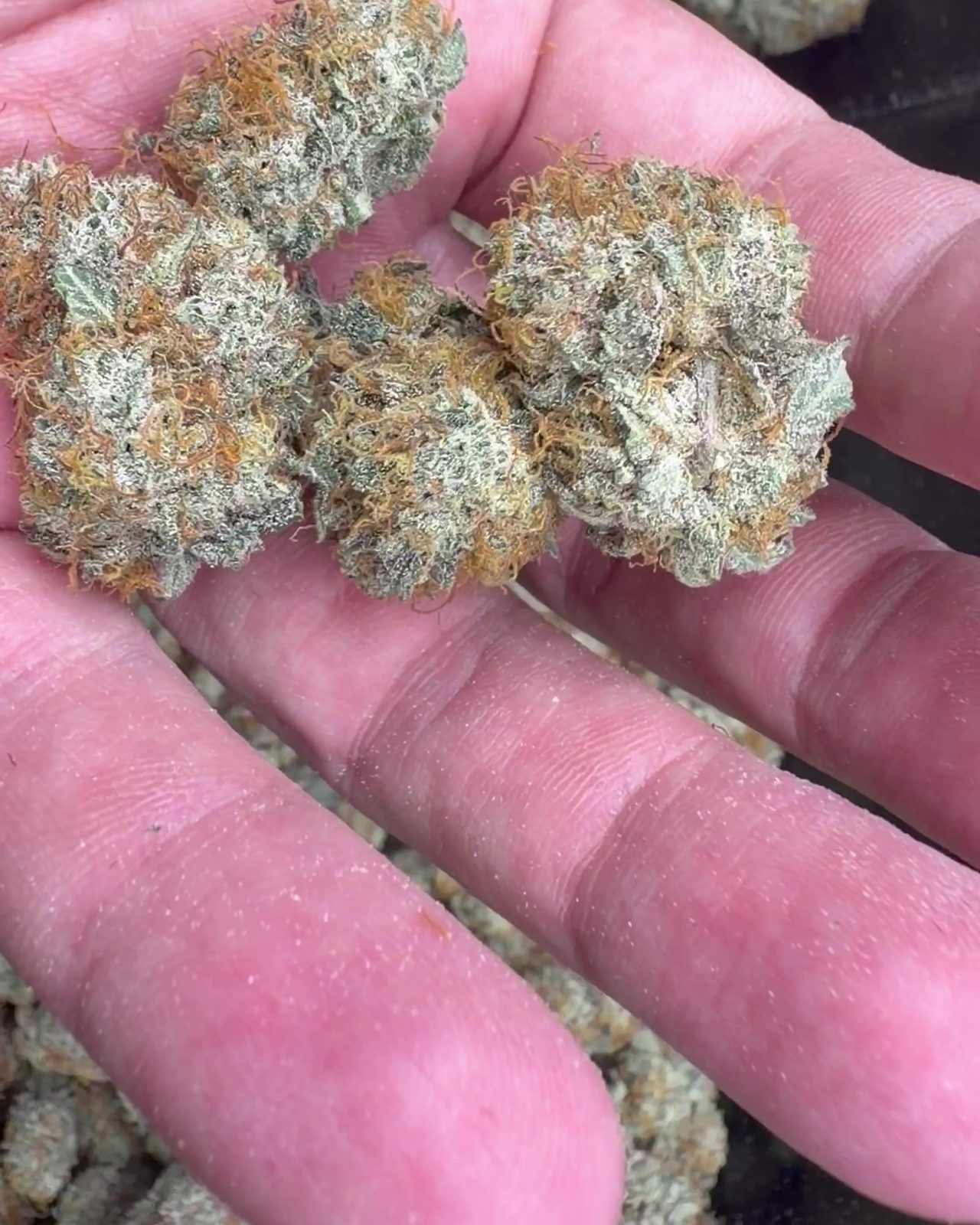 A few Gelonade buds in the palm of a hand